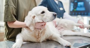 How Is Shaking in Dogs Diagnosed?